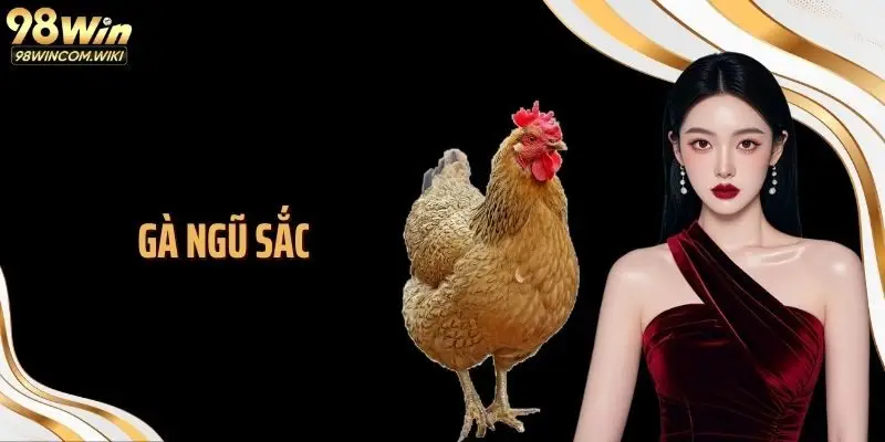 Gà Ngũ Sắc: Những Chiến Kê Dũng Mãnh Trên Sới Đấu Của 98WIN