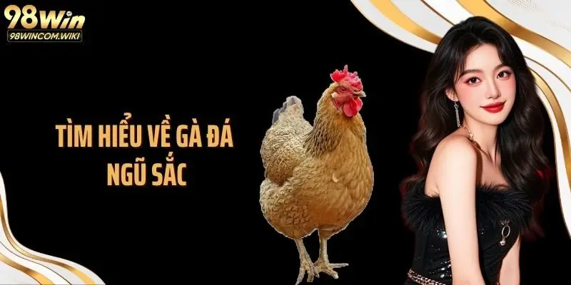 Tìm hiểu về gà đá ngũ sắc
